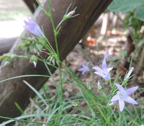 dal mio giardino  - Campanula rapunculus